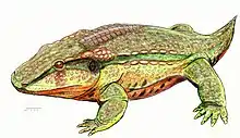 Anakamacops petrolicus, a eucacopine of the middle Permian of China