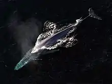 Image 9The blue whale is the largest animal that has ever lived. (from Animal)