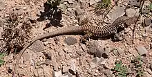Checkered whiptail (Aspidoscelis tesselata) Sierra County, New Mexico