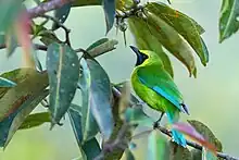 green bird with dark throats and yellow around face