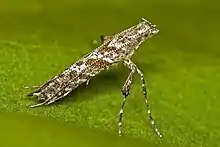 "Caloptilia cuculipennella" (Hübner, 1796)