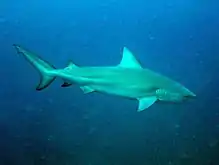 Bull shark