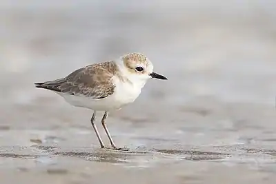 Image 30White-faced ploverPhotograph credit: John HarrisonThe white-faced plover (Charadrius alexandrinus dealbatus) is a small shorebird, usually considered to be a subspecies of the Kentish plover. With a length of about 17 cm (6.7 in), it differs from the latter in having a thicker, blunter beak, white lores, paler crown and overparts, less black on the lateral breast patches and a larger white wingbar. The bird is found in south-eastern China, Vietnam, Thailand, peninsular Malaysia and Sumatra, and is partially migratory.Seen here on the mudflats of Laem Phak Bia in Thailand, the white-faced plover feeds on the foreshore, searching visually for prey then dashing forward to catch the animal or probe in the substrate with its beak. Its diet consists of small invertebrates such as insects and their larvae, spiders, molluscs, crustaceans and marine worms. Its breeding habits are not known.More selected pictures