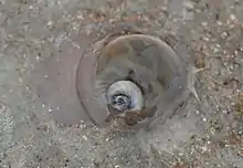Shark eye moon snail Neverita duplicata in a shallow water on a sand bar