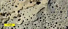 Entobia sponge borings and the cyclostome bryozoan Voigtopora thurni on an oyster valve from the Coon Creek Beds of the Ripley Formation (Upper Cretaceous) near Blue Springs, Mississippi.