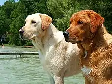 Homozygous ee causes red or yellow fur. Eumelanin can be in nose, eyelids and paw pads but not in the fur.