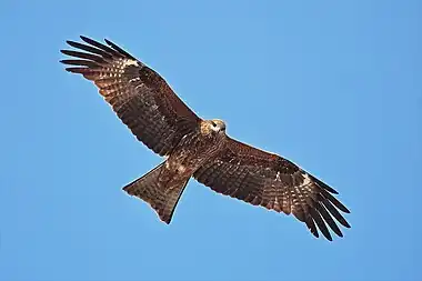 Milvus migrans -Kathmandu, Nepal-444
