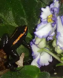 Phyllobates aurotaenia, Kokoe dart frog