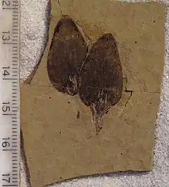 Ypresian aged Pseudolarix wehrii cone scale fossils