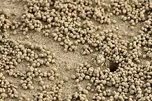 Sand bubbler crabs (Scopimera) in Tanjung Aru Beach