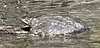 Texas spiny shoftshell turtle (Apalone spinifera emoryi), Brewster County, Texas