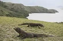 Image 54Komodo dragon at Komodo National Park (from Tourism in Indonesia)