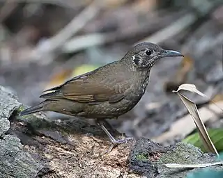 Image 8Dark-sided ThrushPhotograph: JJ HarrisonThe Dark-sided Thrush (Zoothera marginata) is a species of bird in the thrush family Turdidae. Described by Edward Blyth in 1847, the species is closely related to the Long-billed Thrush and Scaly Thrush.More selected pictures